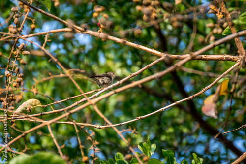 Bird (Scarlet-backed Flowerpecker) on a tree