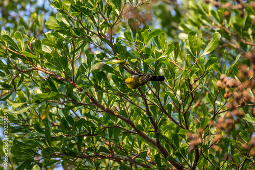 Bird (Common Iora) on a tree