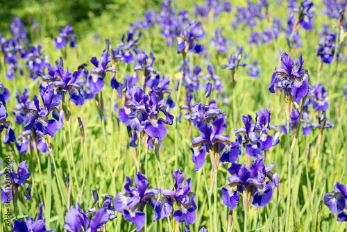 Flower blue irises