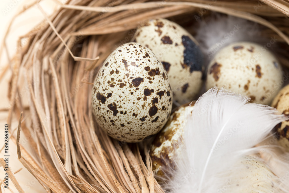 quail eggs in a nest with feather quail eggs in a nest with feather
