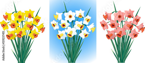 Daffodils in different colors