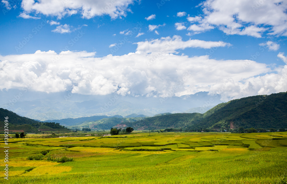 Fototapeta premium Rice fields at Northwest Vietnam