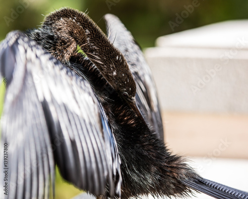 Florida Anhinga Water Bird