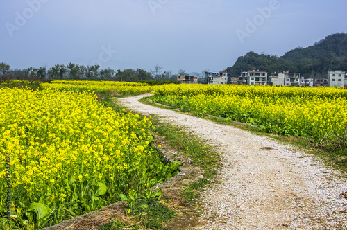 Countryside road in the rape flower fields