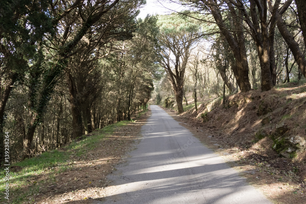 Obraz premium Mountain road among trees