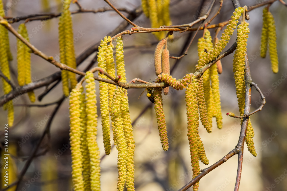 Flowering hazel hazelnut. Hazel catkins on branches. Stock Photo