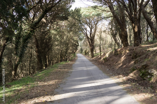 Mountain road among trees