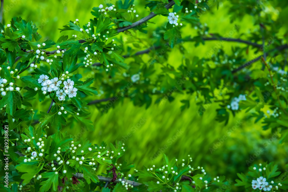 branch with green leaves and delicate white flowers of hawthorn. natural beautiful spring look. flowering hawthorn. nezhney white flowers
branch with green leaves and delicate white flowers of hawthorn. natural beautiful spring look. flowering hawthorn. nezhney white flowers