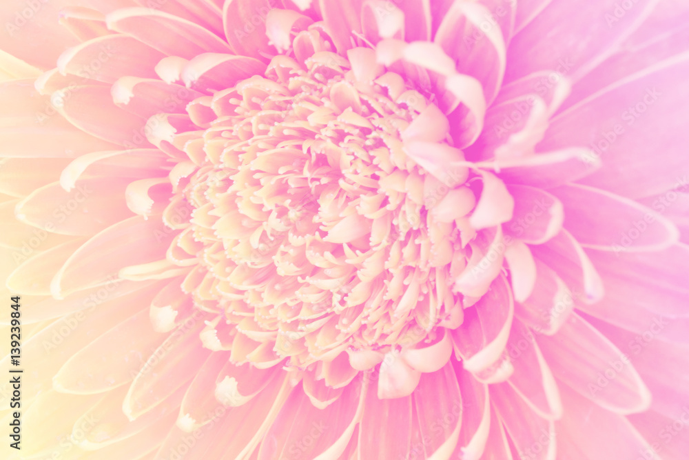 flower in soft and blur style for background. soft-focus flower in soft and blur style for background. soft-focus