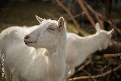 Two white goats grazing