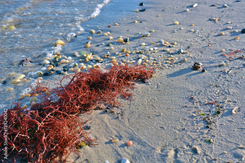Red Seaweed from the Bay Washed up onto the Beach