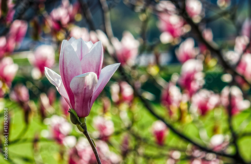 Fototapeta Naklejka Na Ścianę i Meble -  Magnolia flower blossom in springtime