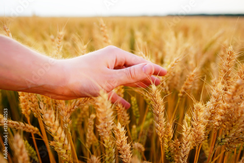 Wheat ears in the man s hand. Field on sunset Harvest concept.