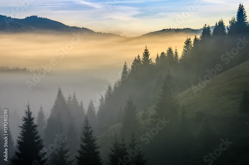 pine forest in fog at sunrise