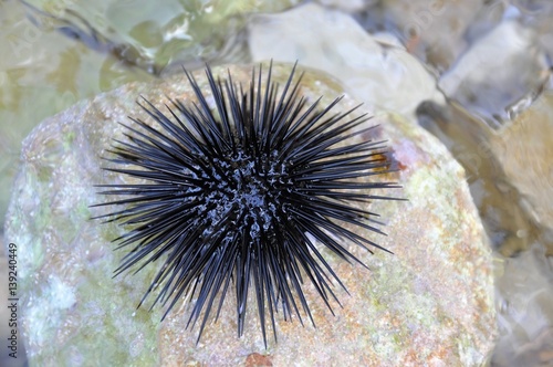 Black sea urchin (arbacia lixula) on a stone, which is surrounded by water © sangriana