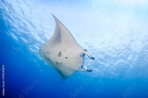 Large Manta Ray over a tropical coral reef