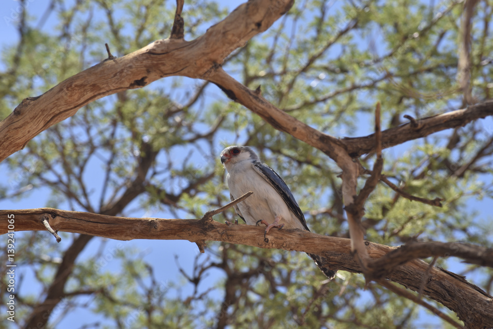 African Pygmy Falcon (polihierax semitorquatus) in tree, Namib Desert, Namibia, African Pygmy Falcon (polihierax semitorquatus) in tree, Namib Desert, Namibia,