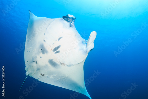 Large Manta Ray (Manta Alfredi) in the ocean © whitcomberd