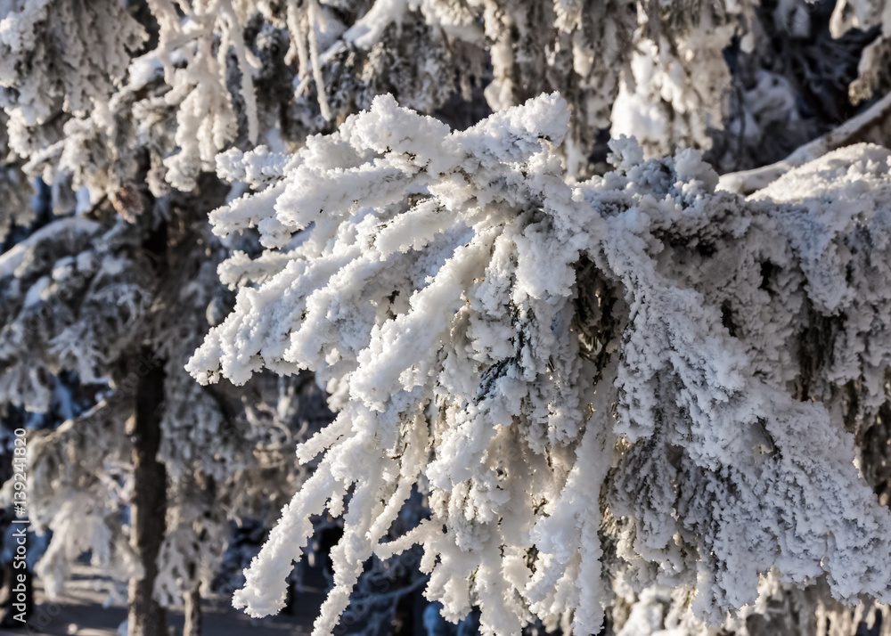 spruce in the snow in the winter spruce in the snow in the winter
