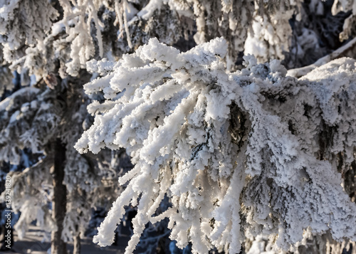 spruce in the snow in the winter