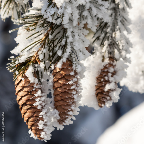 spruce in the snow in the winter