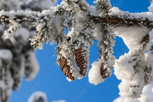 spruce in the snow in the winter