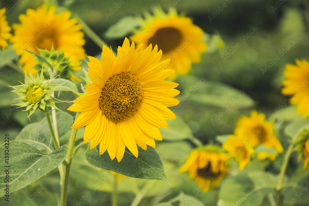 Field of blooming sunflowers Field of blooming sunflowers