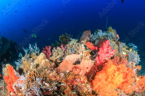 Beautiful, colorful soft corals on a healthy tropical reef