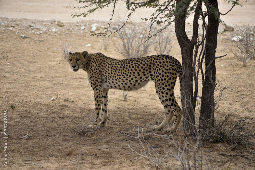 Fototapeta premium female cheetah in the shadow, the Kgalagadi Transfrontier Park, South Africa