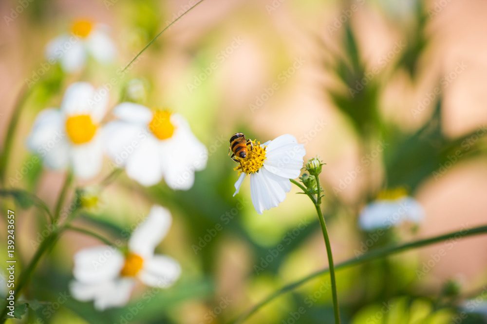 Close up cute flower flies on a Daisy flower / Hoverfly (Syrphidae) searching for nectar Close up cute flower flies on a Daisy flower / Hoverfly (Syrphidae) searching for nectar