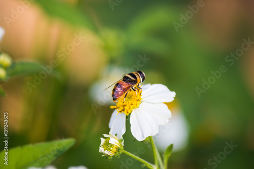 Close up cute flower flies on a Daisy flower / Hoverfly (Syrphidae) searching for nectar