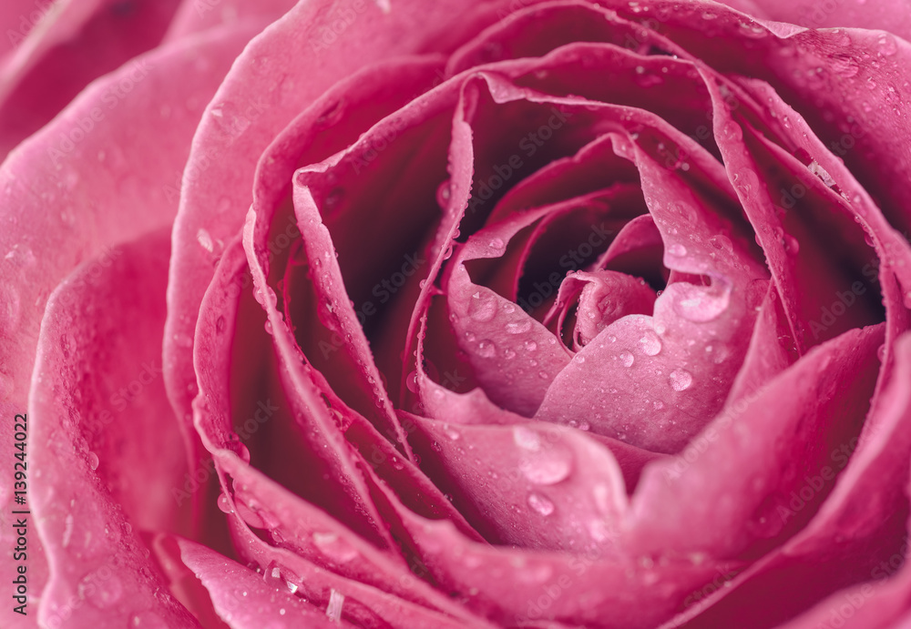 Macro photo of a pink rose with water droplets. Symbol of love Macro photo of a pink rose with water droplets. Symbol of love