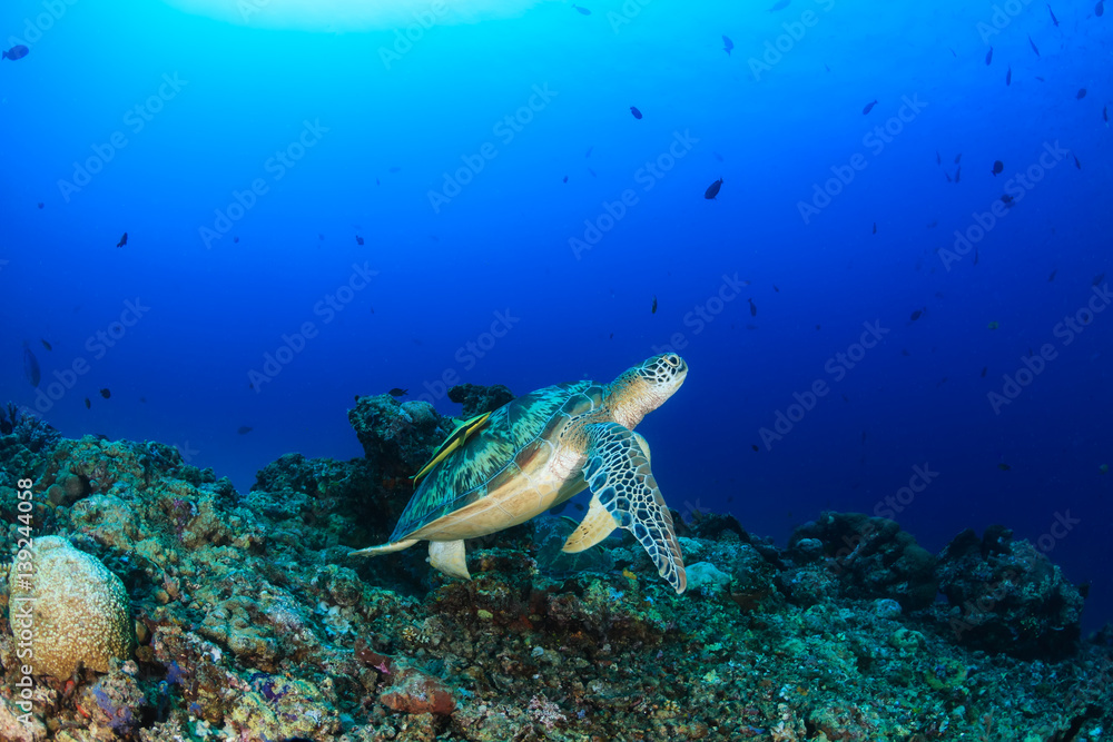 Fototapeta premium Green Turtle on a coral reef