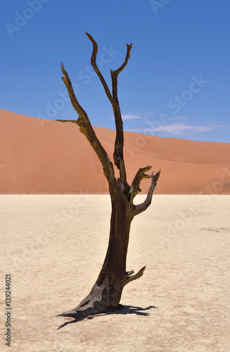 lonely old tree in Deadvlei  Sossusvlei  Namib-Naukluft Park  Namibia