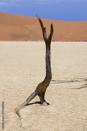 Deadvlei  Sossusvlei  Namib-Naukluft Park  Namibia - a dried out camel thorn  Vachellia erioloba 