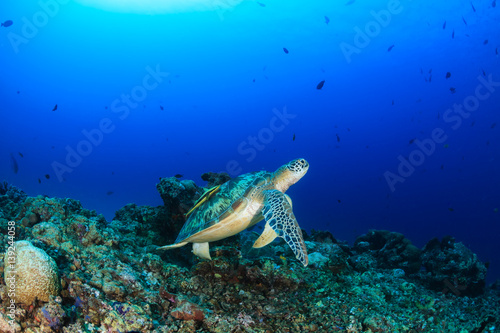 Green Turtle on a coral reef © whitcomberd