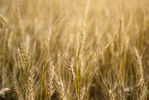 Sunlit field of wheat © ianachyrva