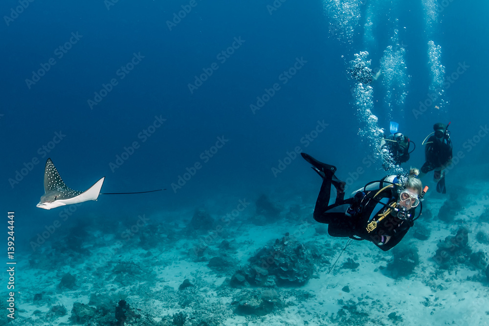 Obraz premium Baby Eagle Ray and SCUBA divers