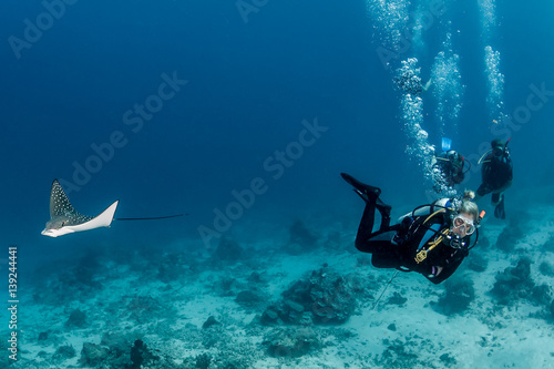 Wallpaper Mural Baby Eagle Ray and SCUBA divers Torontodigital.ca
