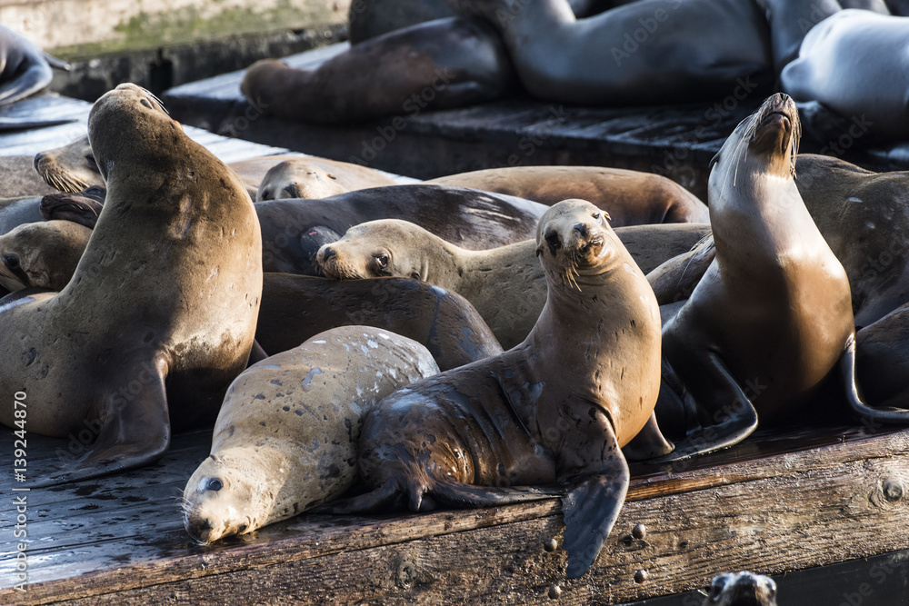 Obraz premium Sea Lions