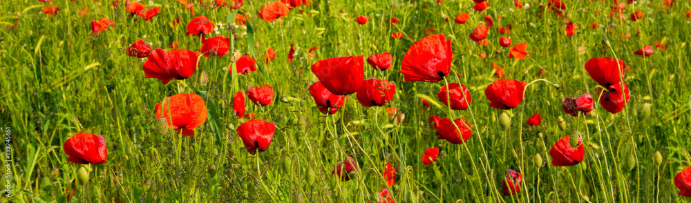 Fototapeta premium Beautiful poppy field .