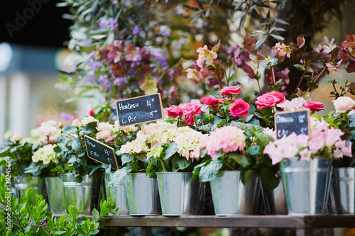 Outdoor flower market in Paris