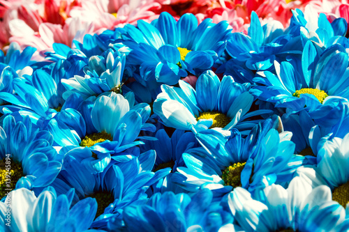 Close up Flowers background. Chrysanthemums bouquet. Mother's and Womens Day. Blue color