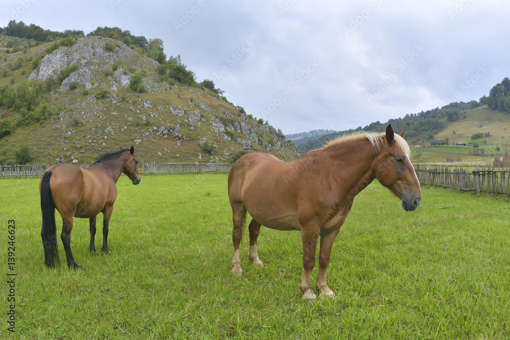 horse on a meadow