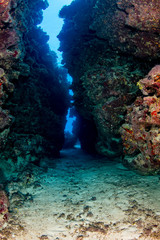 Foto auf Acrylglas Tauchen A narrow underwater canyon on a tropical coral reef  © whitcomberd