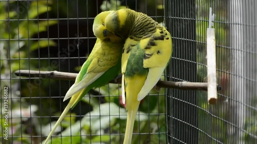 Budgerigars (Melopsittacus undulatus) billing and cooing, canoodling in outdoor aviary