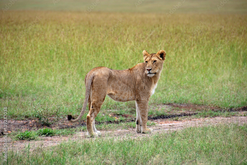 Female lion walking along a path looking behind her in the savannah at Masai Mara Nationalpark in Kenya Female lion walking along a path looking behind her in the savannah at Masai Mara Nationalpark in Kenya