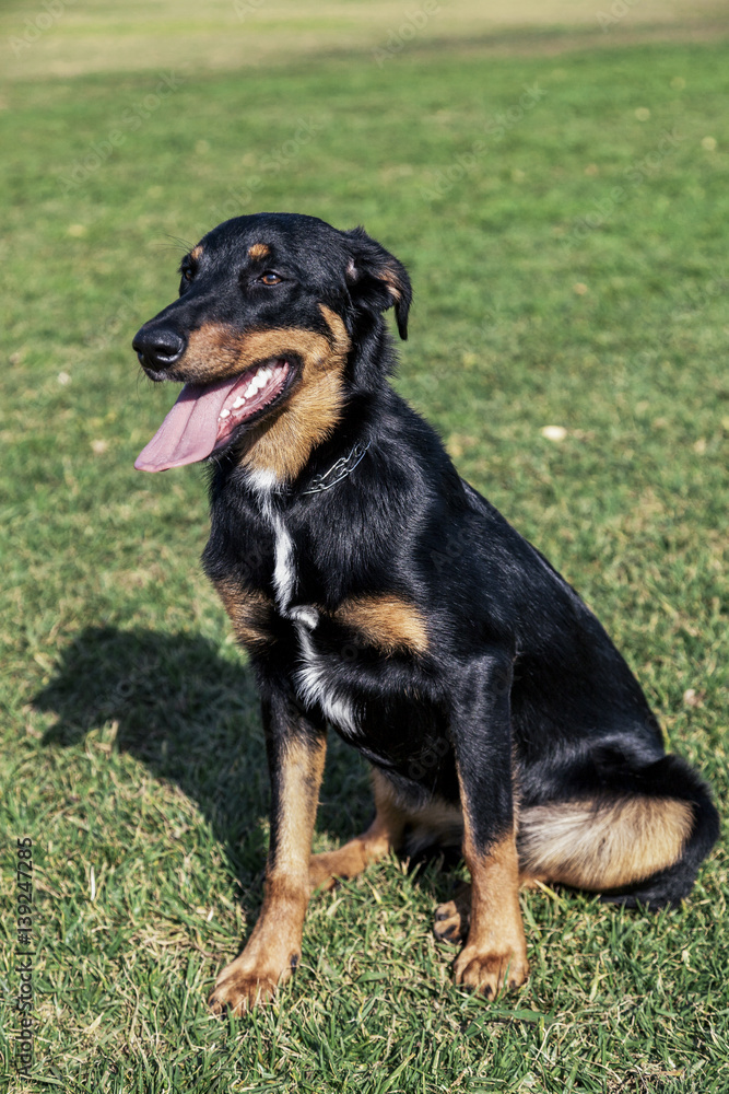 Beauceron with Australian Shepherd Dog Portrait in Park Beauceron with Australian Shepherd Dog Portrait in Park