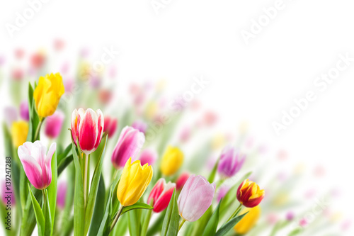 Fototapeta Naklejka Na Ścianę i Meble -  Spring Background with Tulip