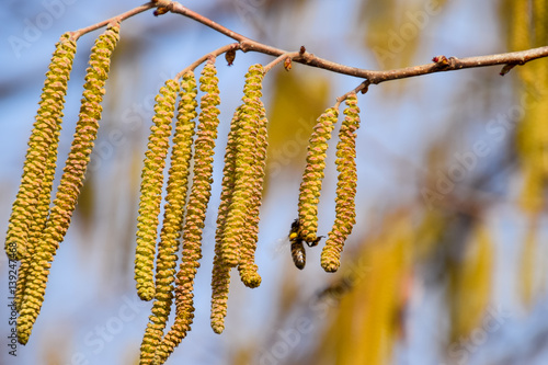 Pollination by bees earrings hazelnut. Flowering hazel hazelnut.